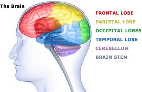 Symptoms Of Brain Injury | Northern Brain Injury Association | BC