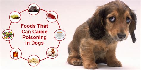 What foods are bad for dogs? - CanadaVetCare Blog