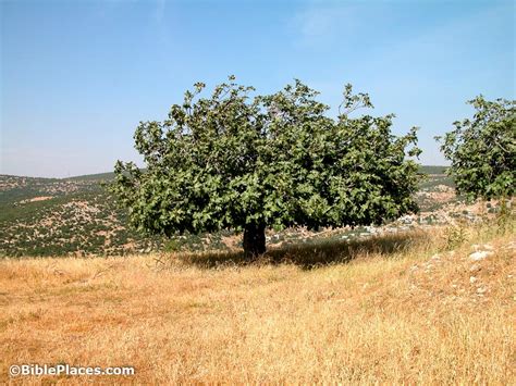 Fig Trees (BiblePlaces.com) – BiblePlaces.com