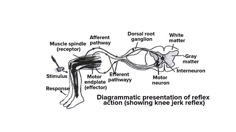 What type of reflex is the knee jerk?