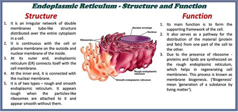 Structure and Function of Endoplasmic Reticulum » Selftution