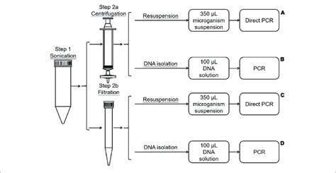 | Process of bacterial collection and DNA extraction. | Download Scientific Diagram