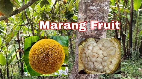 Marang Tree | Marang Fruit | FatherEnSon - YouTube