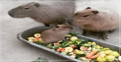 Do Humans Hunt Capybara? (What Does Capybara Meat Taste Like?)