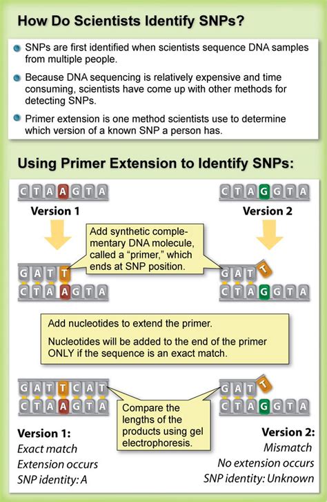 Elementar Vorurteil Sprich mit snp genetic markers Schmetterling Linderung schnappen