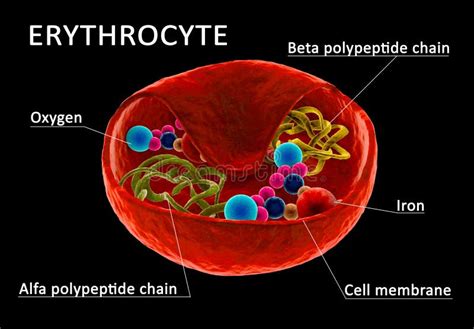 37 diagram of white blood cells - Wiring Diagram Info