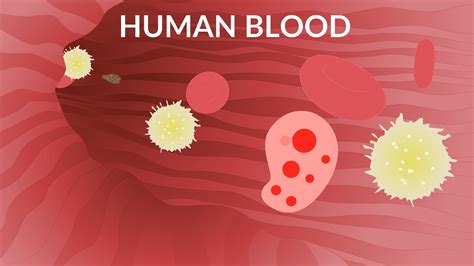 Human Blood Video | Blood Components | Blood Cells - YouTube