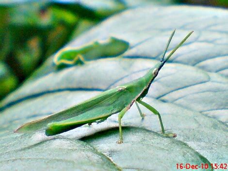 Belalang Hijau Vegetable Grasshopper ( Atractomorpha crenulata )