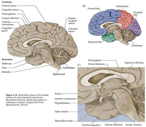 Duke Neurosciences - Lab 1: Surface Anatomy of the Brain