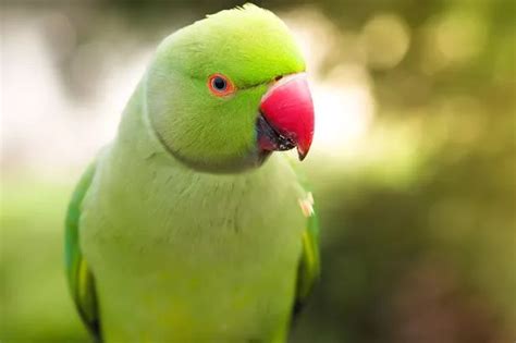 12 locations where you could spot these exotic green birds in Derby - Derbyshire Live