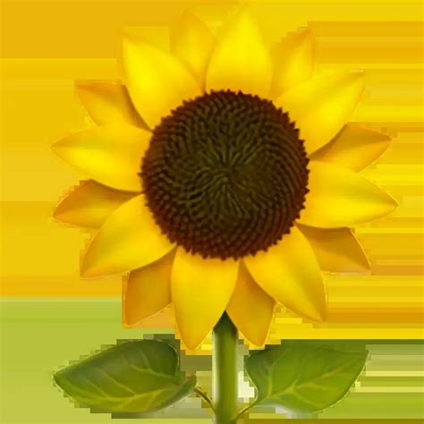 🌻 - Sunflower Emoji 📖 Emoji Meaning Copy & 📋 Paste ( ‿ ) SYMBL