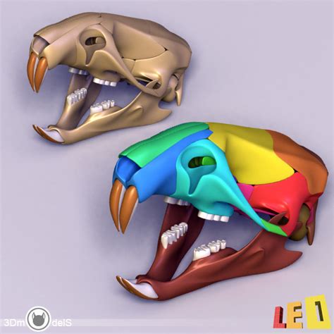 rat skull separated bones anatomy 3d max