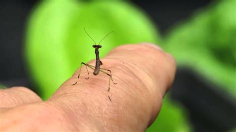 Baby Praying Mantis - YouTube