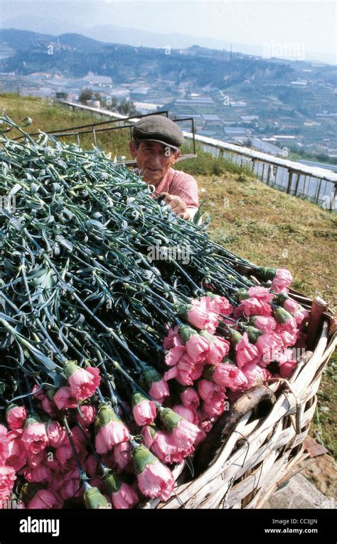 Liguria San Remo Flowers After The Collection Of Carnations Stock Photo ...