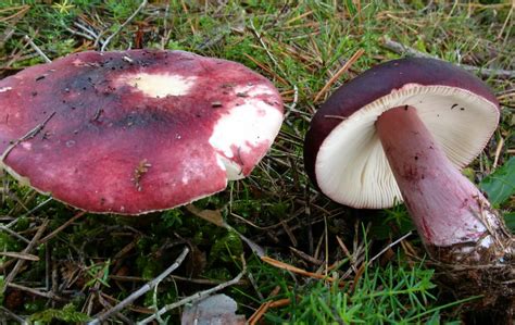 Russula torulosa: The Ultimate Mushroom Guide