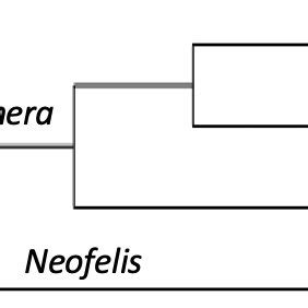 The subfamily Pantherinae consists of six species and two genera ...