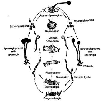 Mucor Hiemalis Sexual Reproduction and Uses | FreebookSummary