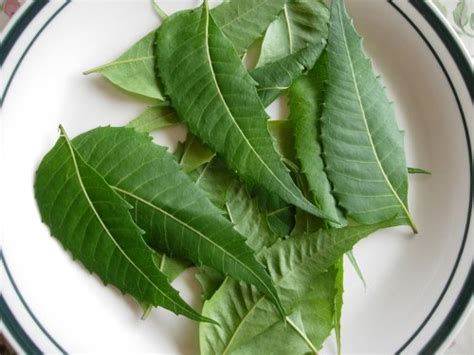 adline writes: The goodness of daun semambu / neem leaves