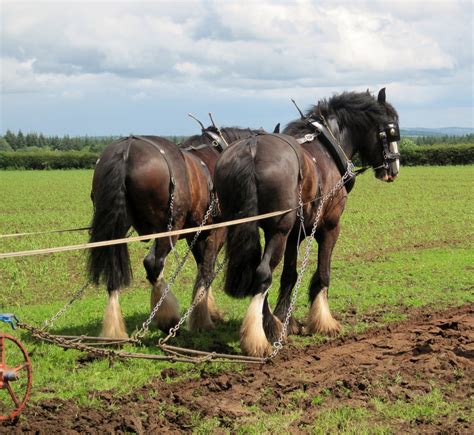 Shire horses | Horse Breeds I Love, & Mules & Donkeys too! | Pinterest