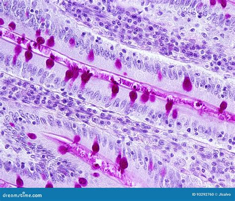 Goblet Cells And Brush Border Of Intestinal Epithelium Royalty-Free Stock Photography ...