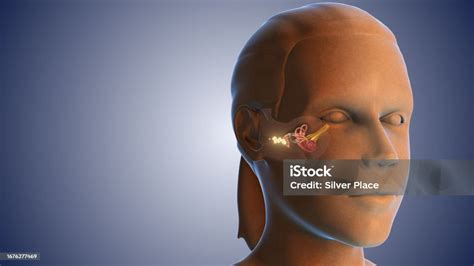 Ear Wax Infection Medical Concept Stock Photo - Download Image Now - Analyzing, Anatomy ...