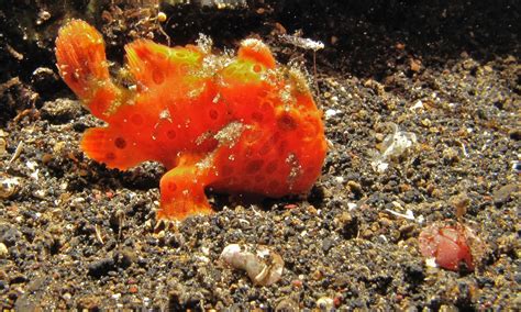 Painted frogfish (Antennarius pictus)