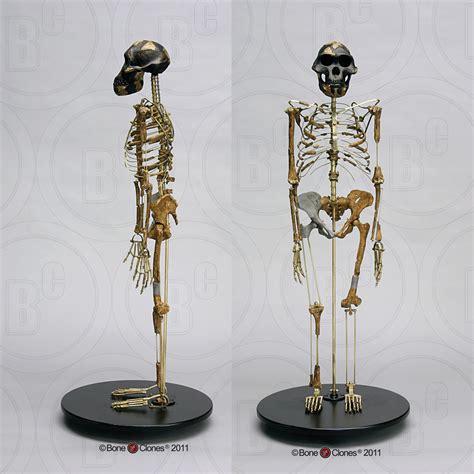 Articulated "Lucy" Skeleton - Bone Clones - Osteological Reproductions