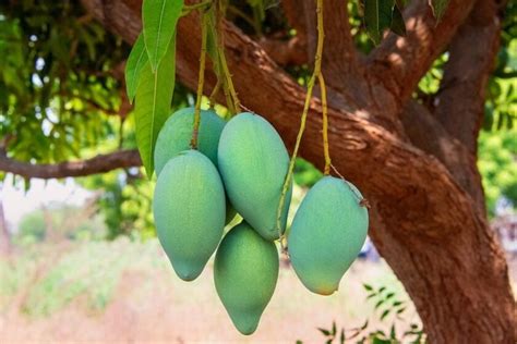 Why is Mango the National Fruit of India? Indian National Fruit Mango’s Exotic Story - AvaniGo