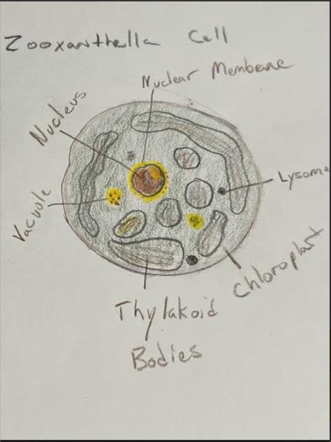 Cell Biology drawings for Bio 293 with Dr. Steel – kjohn192