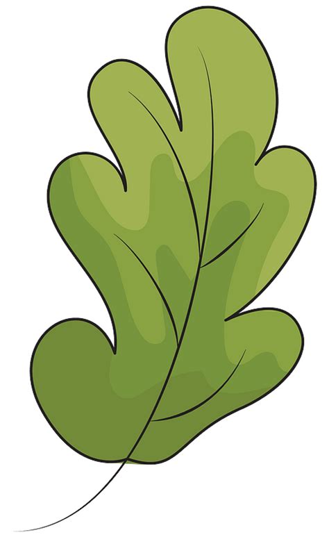 Oak leaf clipart. Free download transparent .PNG | Creazilla