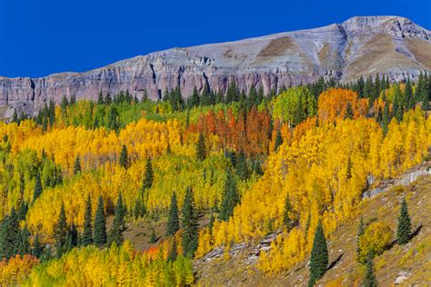 Aspen Tree Forest with Fall Color – South Bay Camera Club