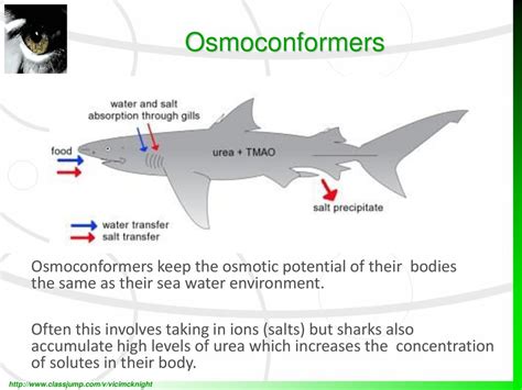 Water Balance An introduction to Osmosis Osmoconformers Osmoregulators. - ppt download