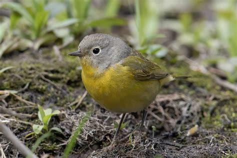 Nashville Warbler (female-spring) – Jeremy Meyer Photography