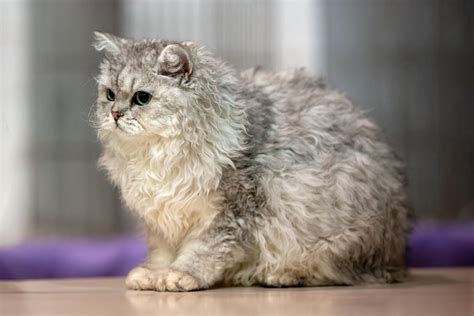 7 Flat-Faced Cats With Smushed Faces | PetMD