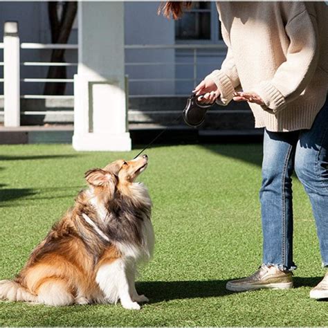 On the Go? Check Out These 5 Best Dog Leashes for an Active Lifestyle!