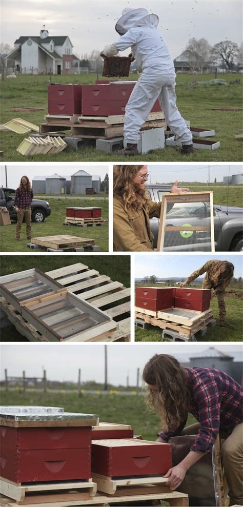 Installing Bee Hives in Three Easy Steps | working hands farm