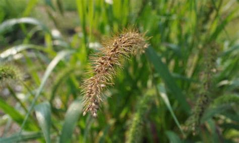 Foxtail Weed Control: Preventing Foxtail Grass – VegePlants.com