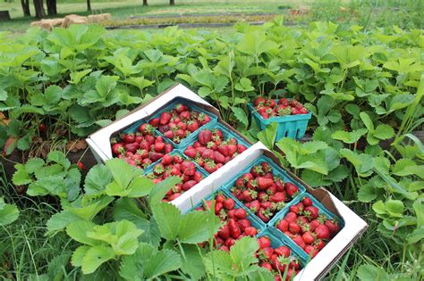 Strawberry season is here and farmers are ready | UCBJ - Upper Cumberland Business Journal