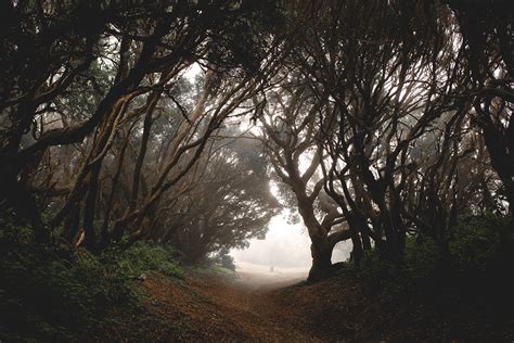 Foggy forest, trees and animals on Behance