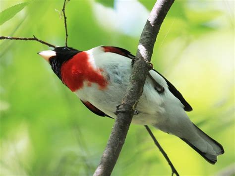 Rose-breasted Grosbeak - NestWatch