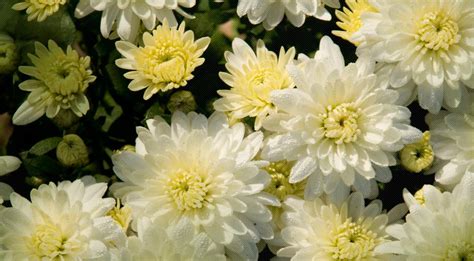 Buy Bulk Chrysanthemum Flowers