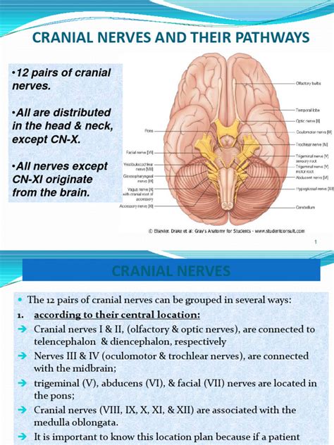 Cranial Nerve and Pathway | Download Free PDF | Vagus Nerve | Neuroscience