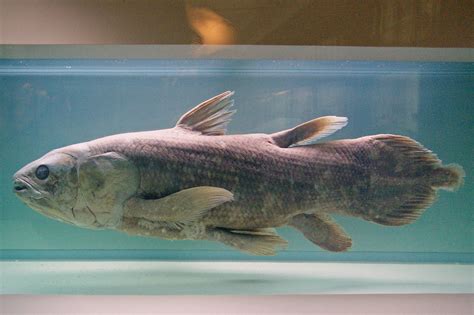 Coelacanthe | Muséum d'Histoire Naturelle de Nantes.Coelacan… | Flickr