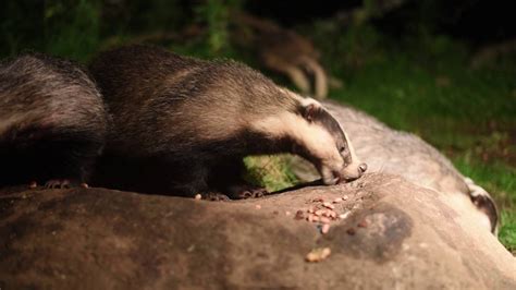 Evening Mammal Hide Speyside Wildlife - YouTube