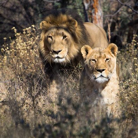 Wildlife Conservation Namibia