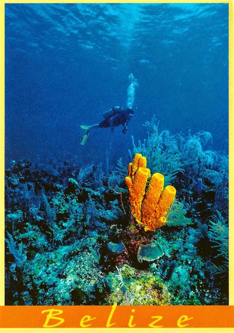 My Favorite Views: Belize - Coral Reef and Scuba Diver