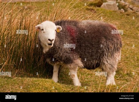 Herdwick Sheep in The Lake District Stock Photo - Alamy