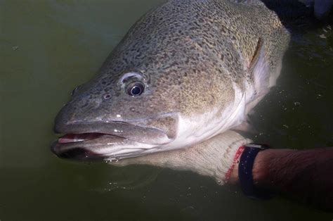 Fish ecology and management , Centre for Freshwater Ecosystems , La Trobe University