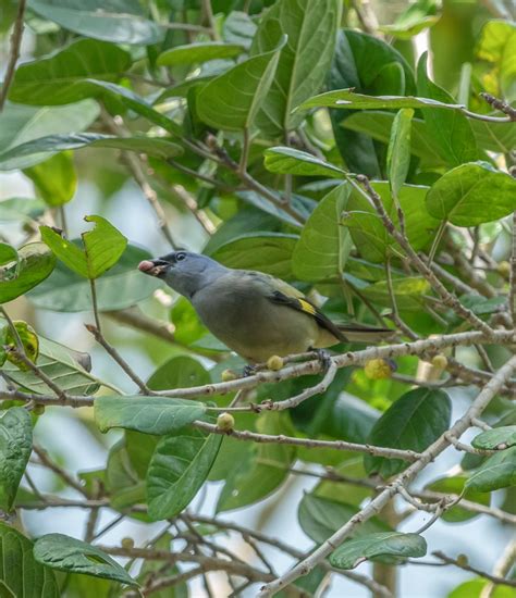 Yellow-winged Tanager | Miles Hearn