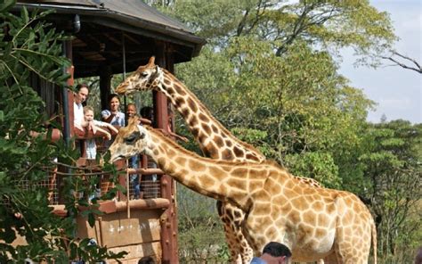 Giraffe Centre Nairobi - Fortune Tide Tours & Travel